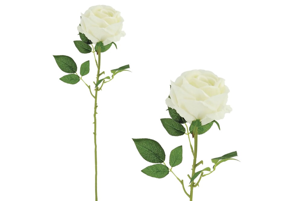 Κλαδί Τριαντάφυλλο Λευκό