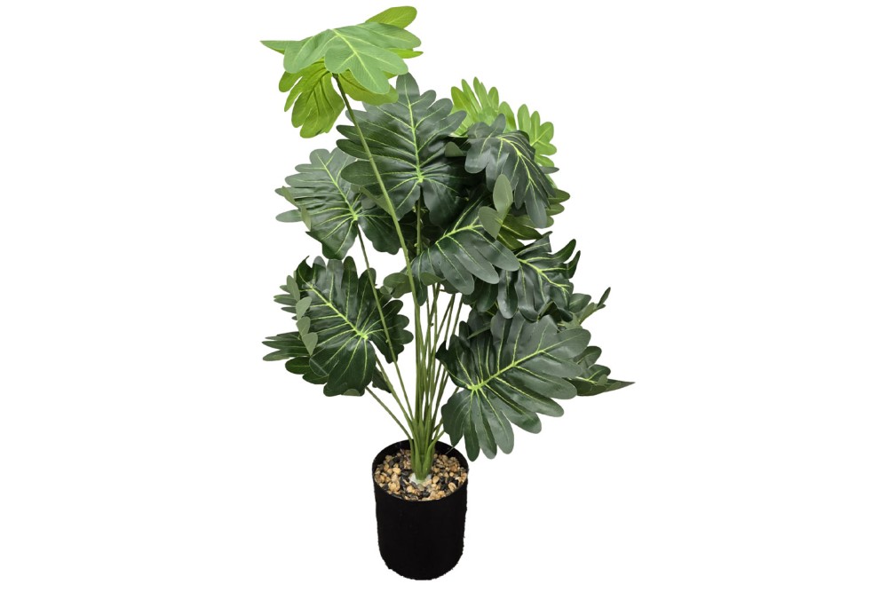 Γλαστράκι με φυτό Φυλλόδεντρο 72cm