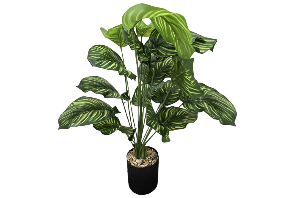 Γλαστράκι με φυτό Καλαθέα  Σκούρο 72cm