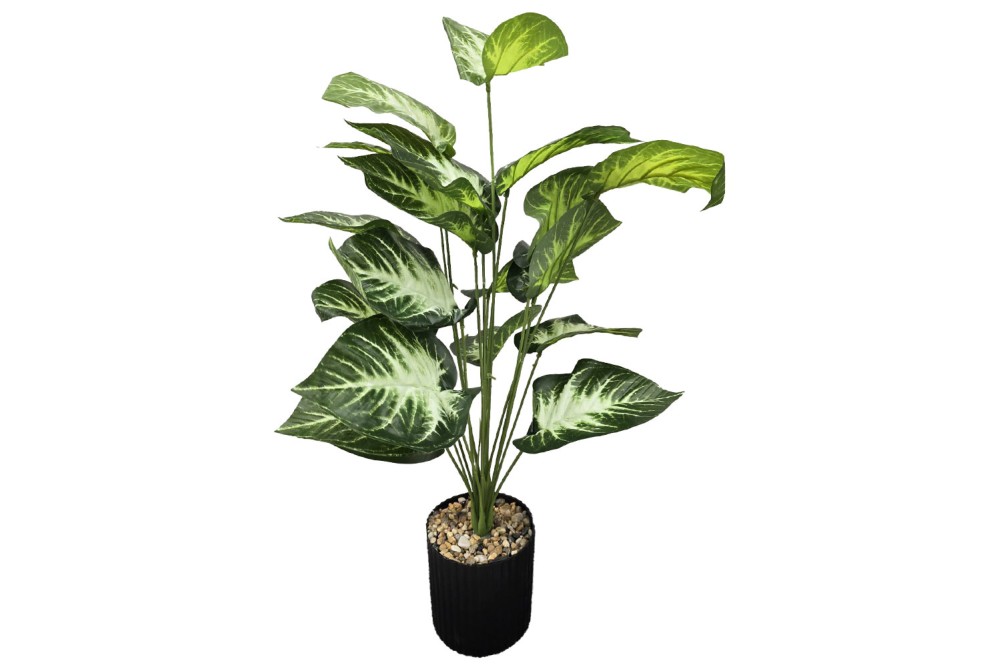 Γλαστράκι με φυτό Καλαθέα Ανοικτό 72cm