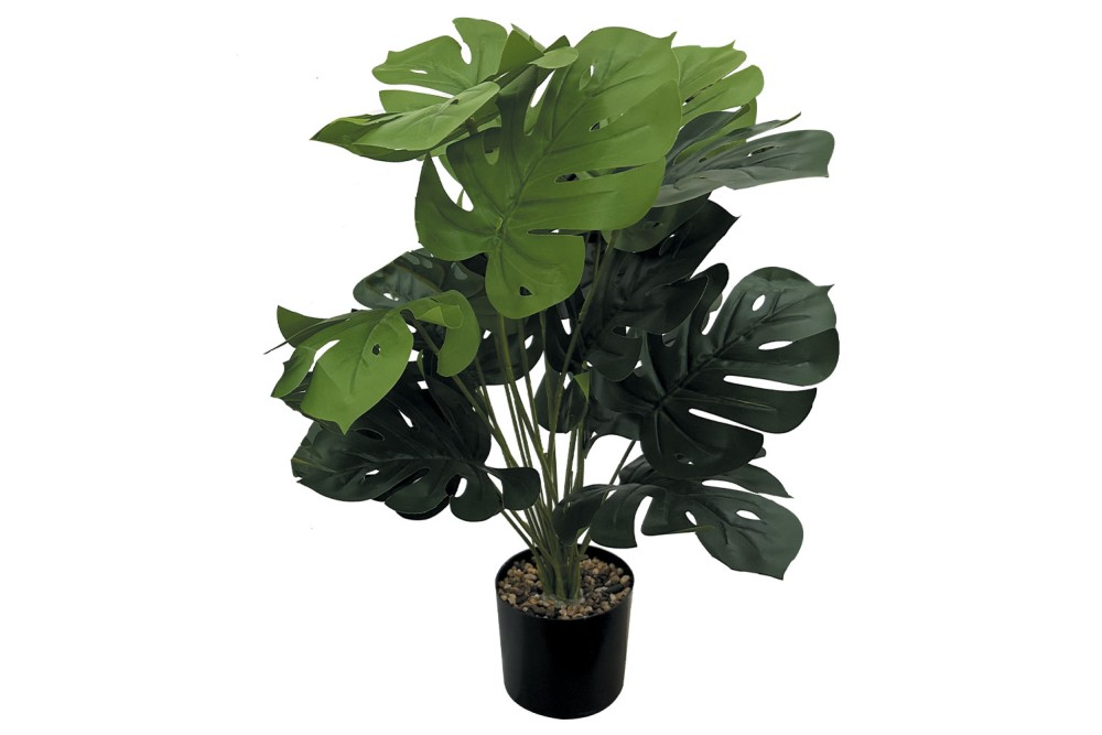 Γλαστράκι με φυτό Μονστέρα 72cm