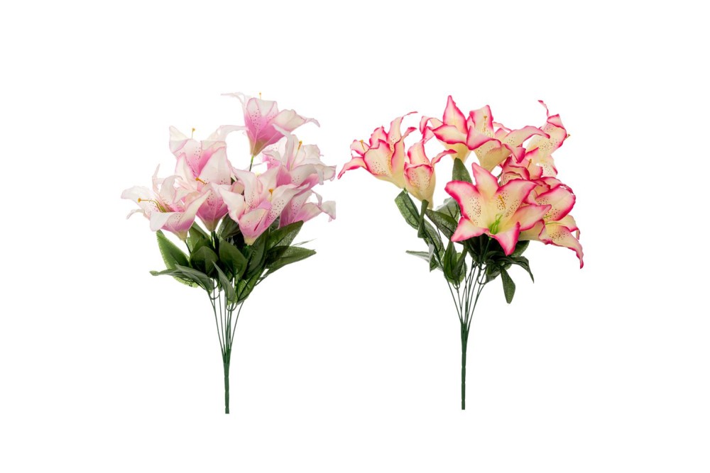 ΡΙΖΑ ΛΙΛΙΟΥΜ ΡΙΖΑ ΛΙΛΙΟΥΜ