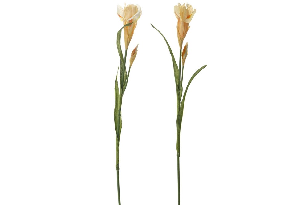 ΚΛΑΔΙ ΜΙΚΡΗ ΙΡΙΔΑ 60ΕΚ 2 ΧΡΩΜΑΤΑ