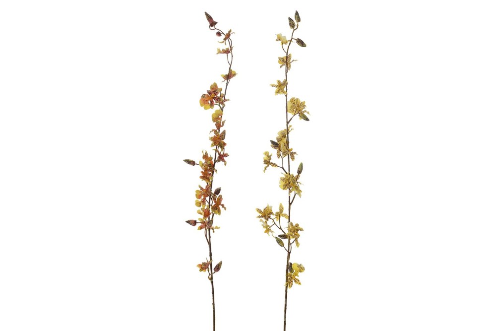 ΚΛΑΔΙ ΟΡΧΙΔΕΑ DANCING 104ΕΚ ΣΕ 2 ΧΡΩΜΑΤΑ