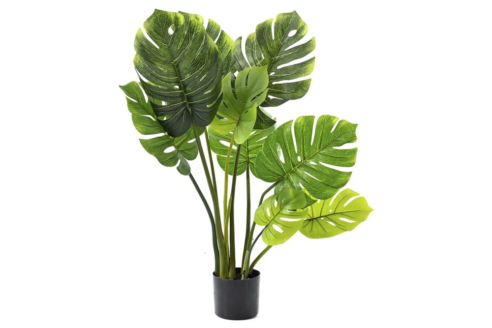 ΦΥΤΟ ΜΟΝΣΤΕΡΑ 60ΕΚ. ΜΕ 7 ΦΥΛΛΑ ΣΕ ΠΛΑΣΤΙΚΗ ΓΛΑΣΤΡΑ (12Χ12ΕΚ) ΦΥΤΟ ΜΟΝΣΤΕΡΑ 60ΕΚ. ΜΕ 7 ΦΥΛΛΑ ΣΕ ΠΛΑΣΤΙΚΗ ΓΛΑΣΤΡΑ (12Χ12ΕΚ)