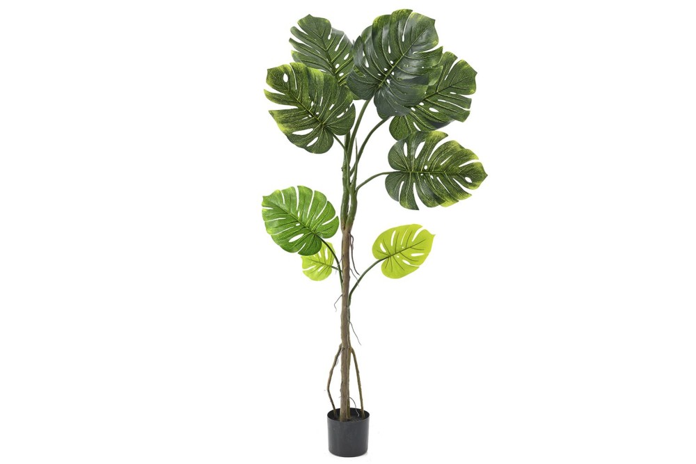 ΦΥΤΟ ΜΟΝΣΤΕΡΑ 130ΕΚ.ΜΕ 8 ΦΥΛΛΑ ΣΕ ΠΛΑΣΤΙΚΗ ΓΛΑΣΤΡΑ (15Χ13ΕΚ)