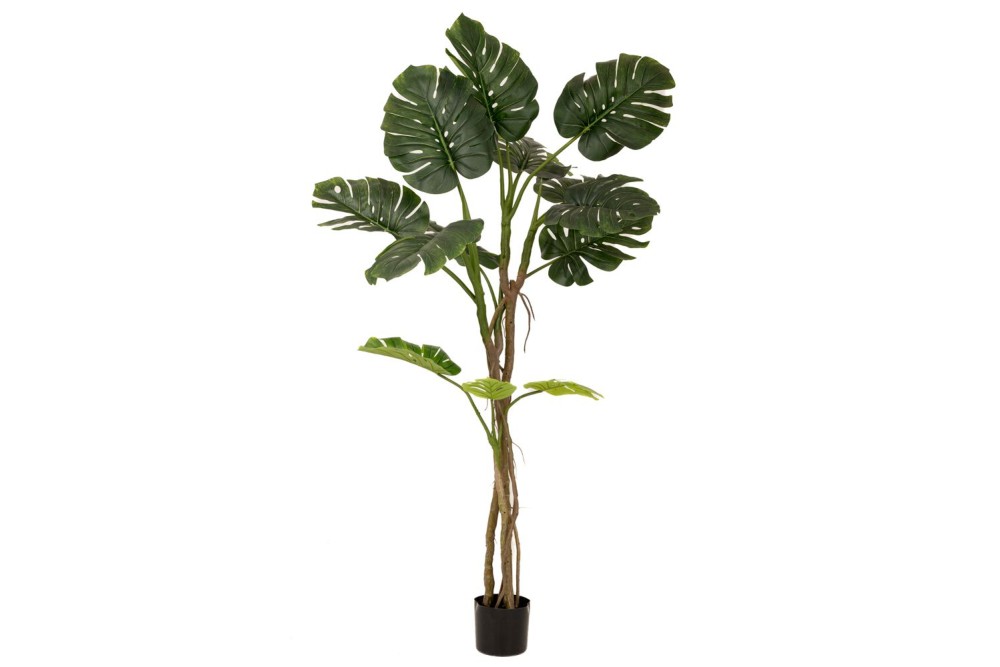 ΦΥΤΟ ΜΟΝΣΤΕΡΑ ΜΕ 180ΕΚ.ΜΕ 13 ΦΥΛΛΑ ΣΕ ΠΛΑΣΤΙΚΗ ΓΛΑΣΤΡΑ (17Χ15ΕΚ)