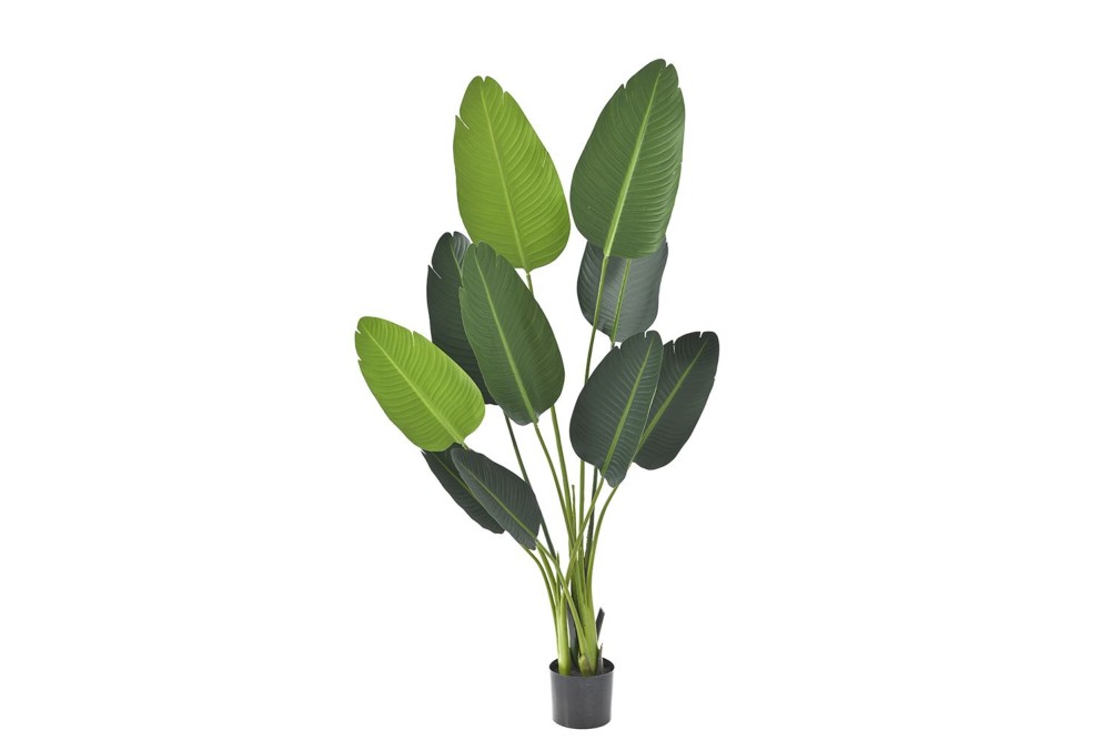 ΦΥΤΟ ΜΠΑΝΑΝΙΑ 150ΕΚ.ΜΕ 10 ΦΥΛΛΑ ΣΕ ΠΛΑΣΤΙΚΗ ΓΛΑΣΤΡΑ (15Χ13ΕΚ)