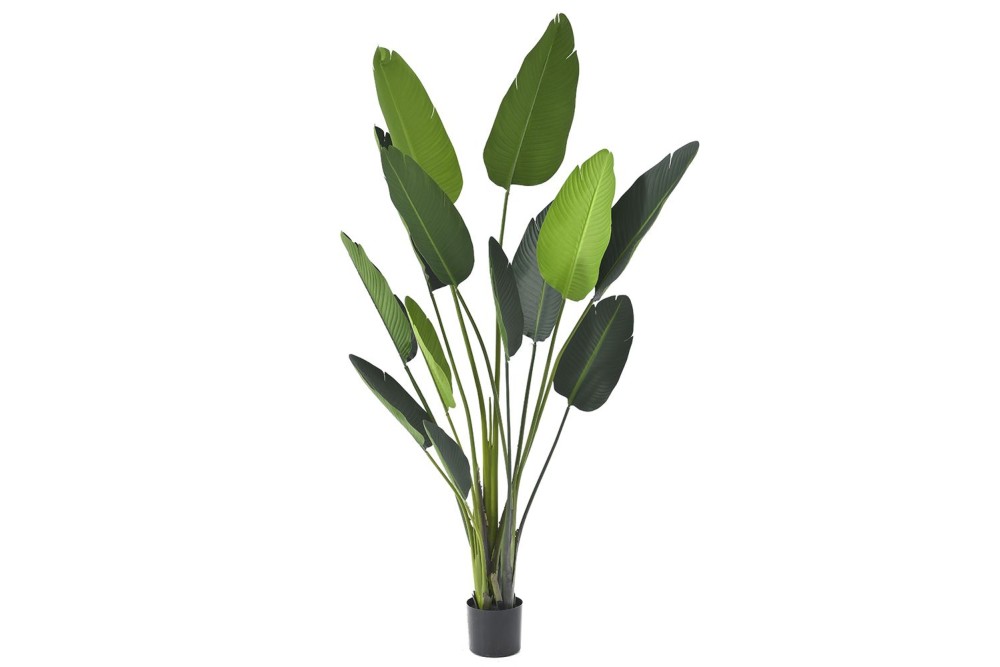 ΦΥΤΟ ΜΠΑΝΑΝΙΑ 185ΕΚ.ΜΕ 13 ΦΥΛΛΑ ΣΕ ΠΛΑΣΤΙΚΗ ΓΛΑΣΤΡΑ (17Χ15ΕΚ)