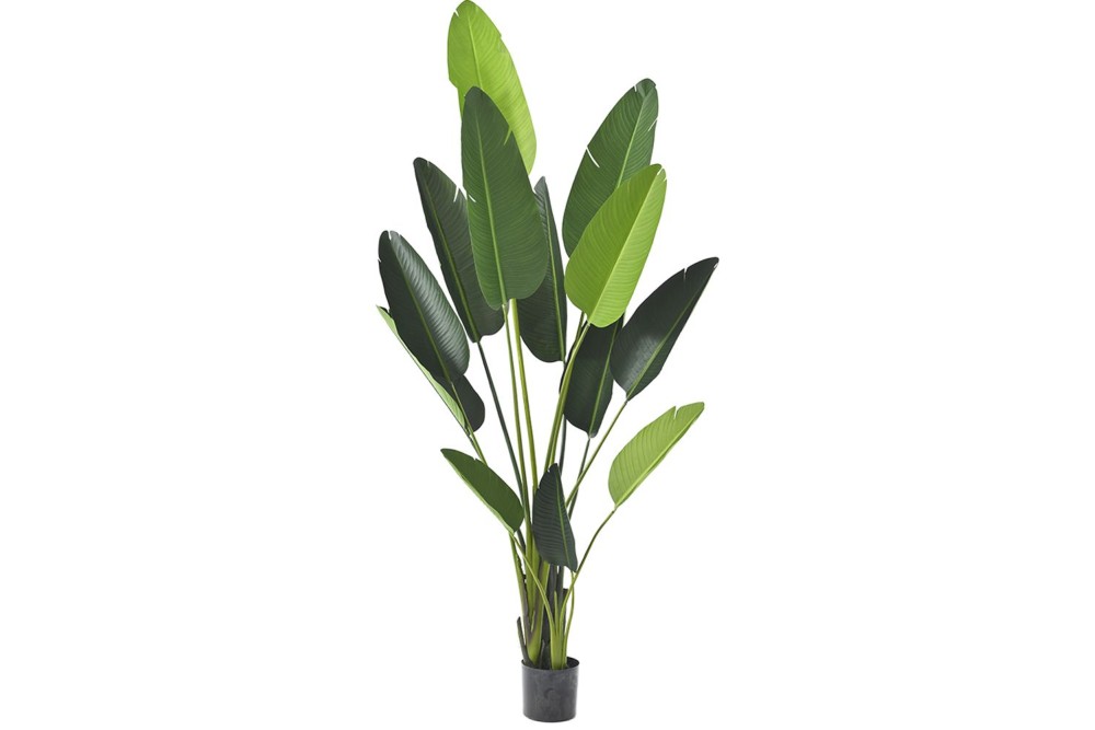 ΦΥΤΟ ΜΠΑΝΑΝΙΑ 235ΕΚ.ΜΕ 13 ΦΥΛΛΑ ΣΕ ΠΛΑΣΤΙΚΗ ΓΛΑΣΤΡΑ (18Χ18ΕΚ)