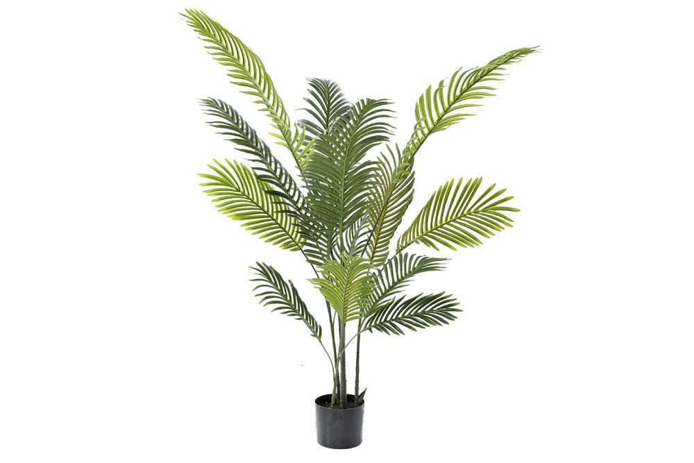 ΦΥΤΟ ΦΟΙΝΙΚΑΣ ΑΡΕΚΑ 130ΕΚ.ΜΕ 14 ΦΥΛΛΑ ΣΕ ΠΛΑΣΤΙΚΗ ΓΛΑΣΤΡΑ (15Χ15ΕΚ)