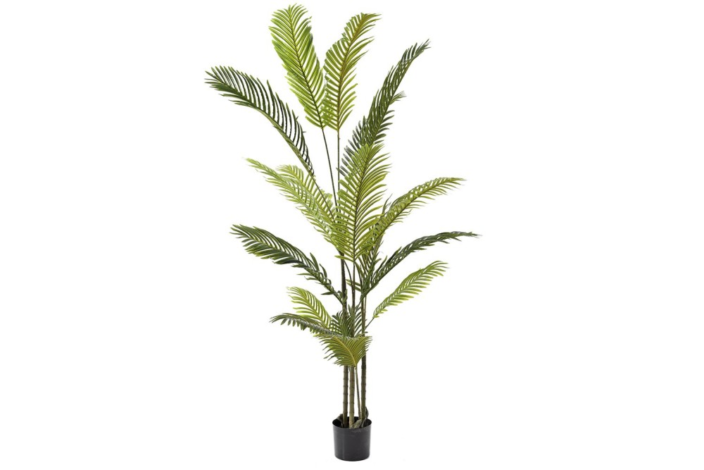 ΦΥΤΟ ΦΟΙΝΙΚΑΣ ΑΡΕΚΑ 180ΕΚ.ΜΕ 18 ΦΥΛΛΑ ΣΕ ΠΛΑΣΤΙΚΗ ΓΛΑΣΤΡΑ (17Χ15ΕΚ)