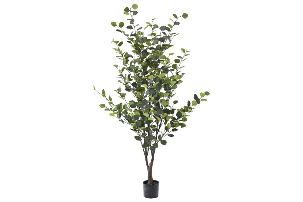 ΦΥΤΟ ΕΥΚΑΛΥΠΤΟΣ 180ΕΚ ΣΕ ΓΛΑΣΤΡΑ (15Χ13ΕΚ)