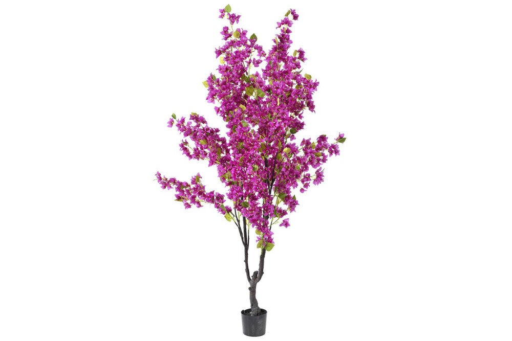 ΦΥΤΟ ΒΟΥΚΑΜΒΙΛΙΑ 210ΕΚ ΜΩΒ ΣΕ ΠΛΑΣΤΙΚΗ ΓΛΑΣΤΡΑ