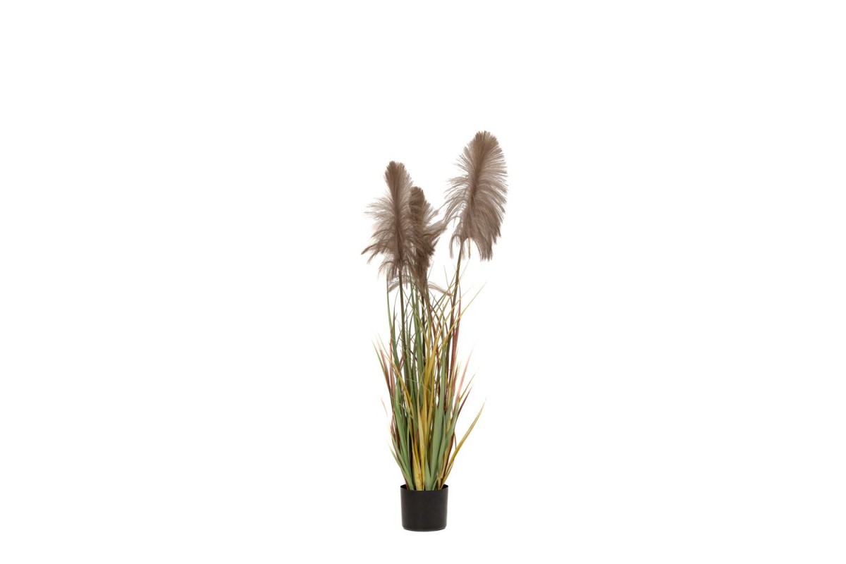 ΦΥΤΟ ΚΑΦΕ PAMPAS GRASS Χ3 Φ15Χ125ΕΚ ΣΕ ΜΑΥΡΗ ΠΛΑΣΤΙΚΗ ΓΛΑΣΤΡΑ