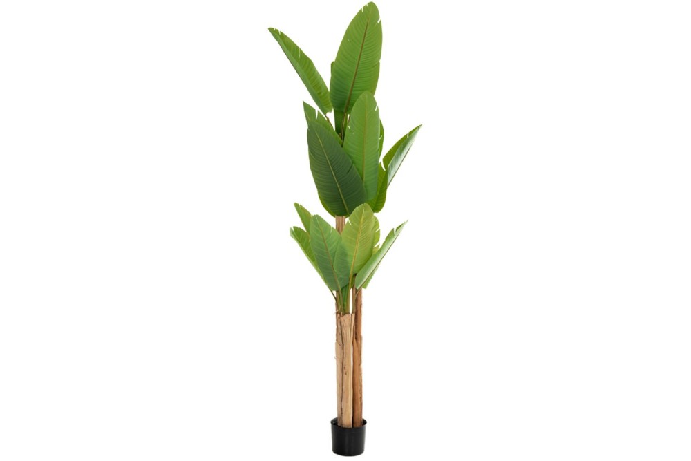 ΦΥΤΟ ΜΠΑΝΑΝΙΑ 260ΕΚ. Χ3 ΜΕ 23 ΦΥΛΛΑ ΣΕ ΜΑΥΡΗ ΠΛΑΣΤΙΚΗ ΓΛΑΣΤΡΑ