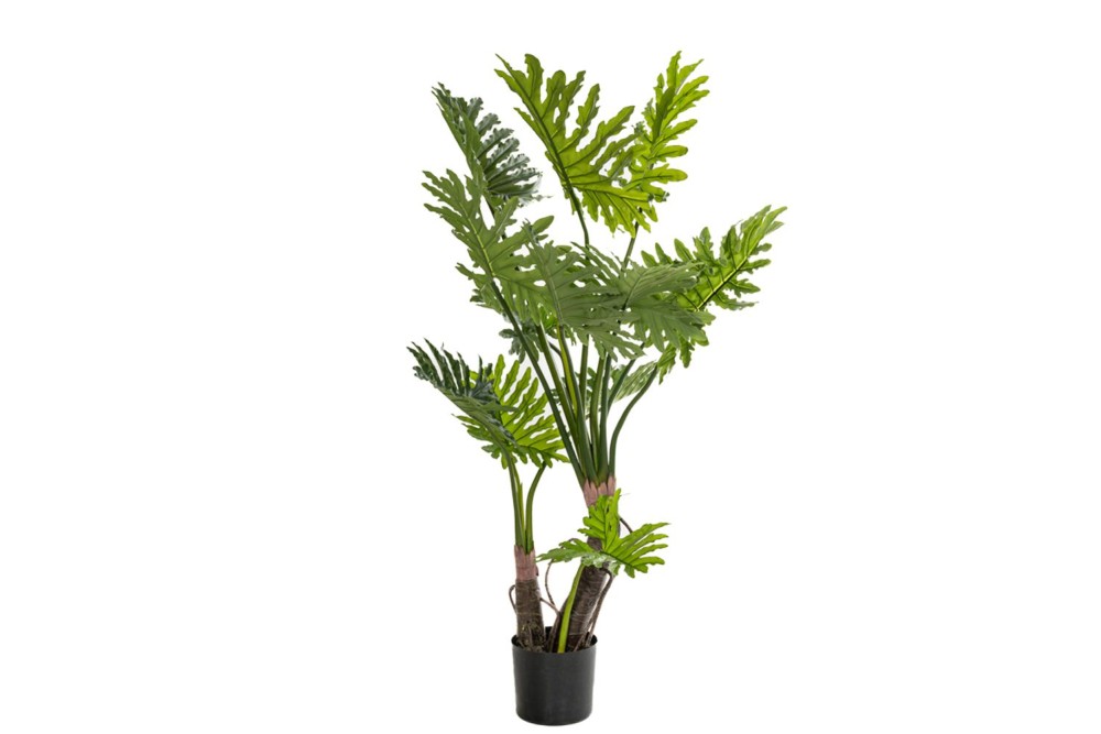 ΦΥΤΟ ΦΥΛΛΟΔΕΝΤΡΟ 160ΕΚ. Χ2 ΣΕ ΜΑΥΡΗ ΠΛΑΣΤΙΚΗ ΓΛΑΣΤΡΑ (Φ18Χ20ΕΚ) Χ2 ΔΙΑΜΕΤΡΟΣ 80ΕΚ.