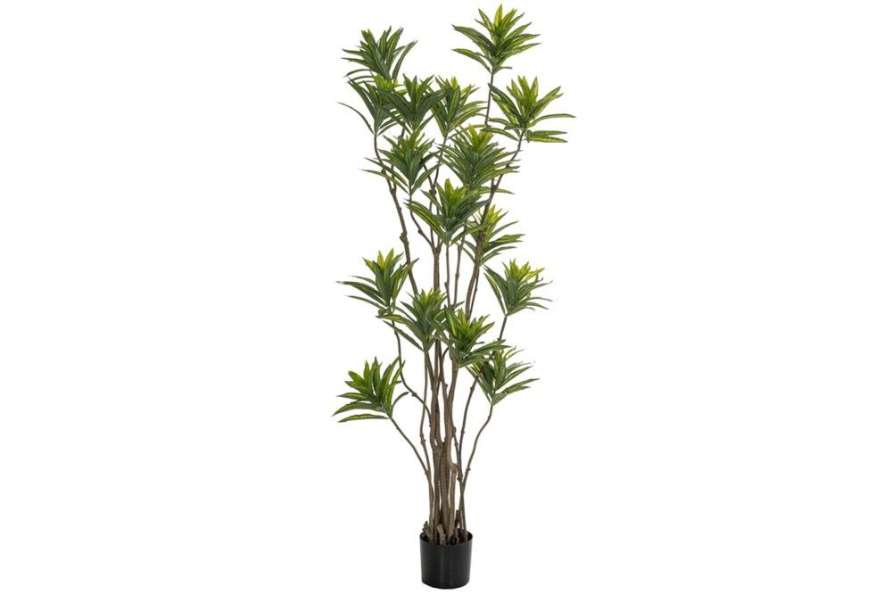 ΦΥΤΟ BAMBOO 180ΕΚ.ΣΕ ΜΑΥΡΗ ΠΛΑΣΤΙΚΗ ΓΛΑΣΤΡΑ (ΔΙΑΜΕΤΡΟΣ 65ΕΚ.) ΠΕΡΙΠΟΥ