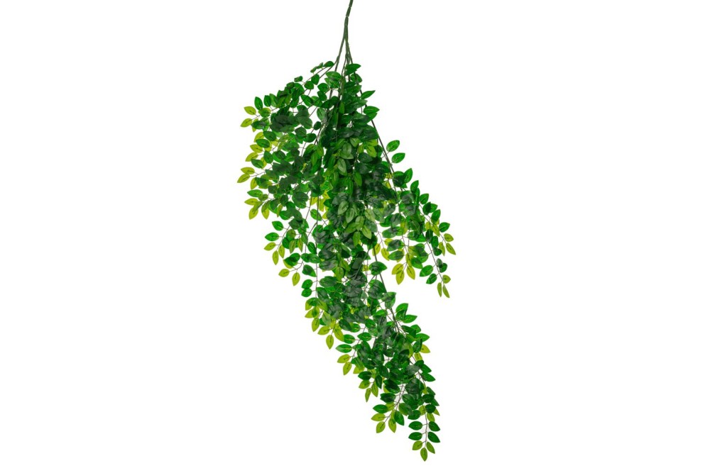 ΡΙΖΑ ΠΡΑΣΙΝΑΔΑ ΑΚΑΚΙΑ 135ΕΚ ΡΙΖΑ ΠΡΑΣΙΝΑΔΑ ΑΚΑΚΙΑ 135ΕΚ