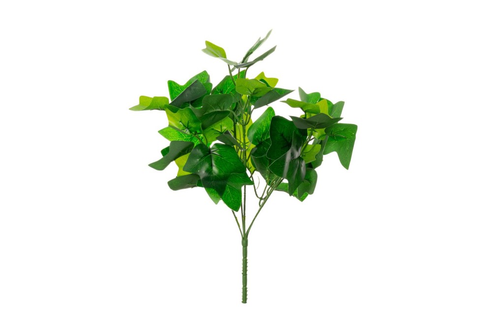 ΡΙΖΑ ΚΙΣΣΟΣ ΜΕ 45 ΦΥΛΛΑ 35ΕΚ