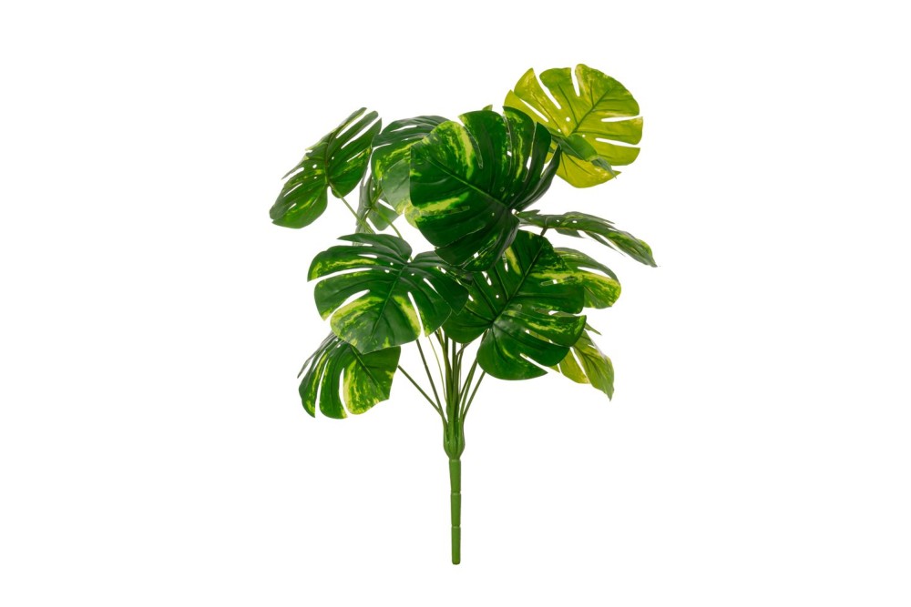 ΡΙΖΑ ΜΟΝΣΤΕΡΑ ΜΕ 12 ΦΥΛΛΑ 60ΕΚ