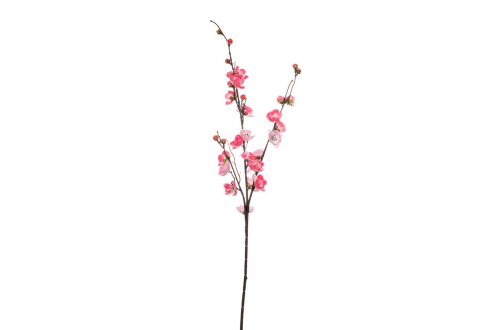 ΑΜΥΓΔΑΛΙΑ ΦΟΥΞΙΑ 93ΕΚ ΑΜΥΓΔΑΛΙΑ ΦΟΥΞΙΑ 93ΕΚ