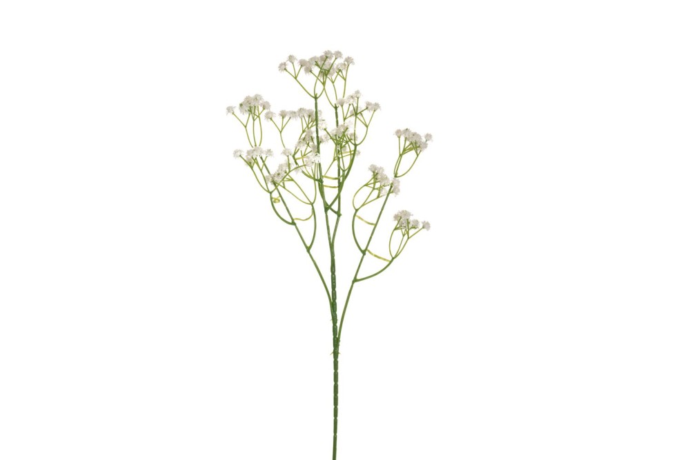 ΛΕΥΚΗ ΓΥΨΟΦΙΛΛΗ 62ΕΚ ΚΛΑΔΙ