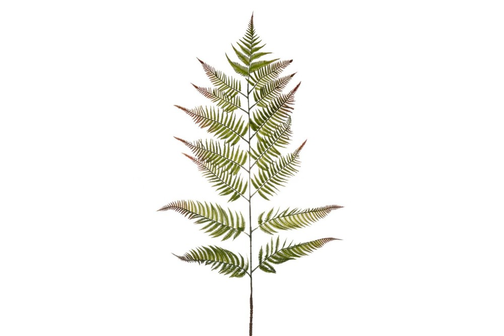 ΓΙΓΑΣ ΠΡΑΣΙΝΗ ΦΤΕΡΗ ΚΛΑΔΙ 163ΕΚ Χ15 ΓΙΓΑΣ ΠΡΑΣΙΝΗ ΦΤΕΡΗ ΚΛΑΔΙ 163ΕΚ Χ15