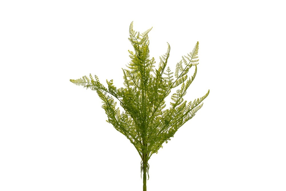 ΠΡΑΣΙΝΗ ΦΤΕΡΗ 55ΕΚ ΡΙΖΑ