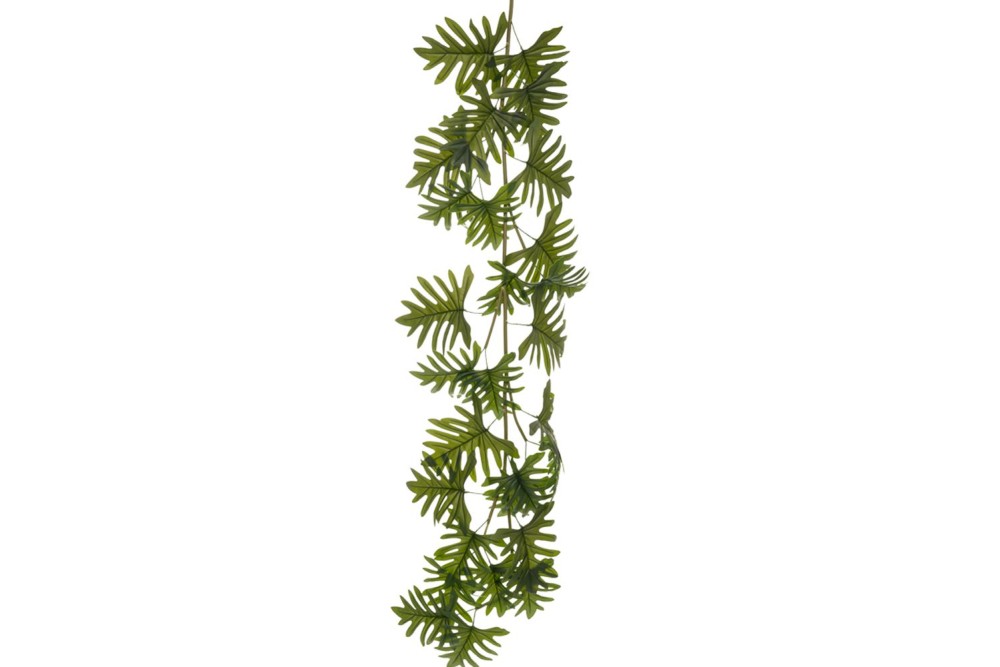 ΓΙΡΛΑΝΤΑ ΦΥΛΛΟΔΕΝΔΡΟ 190ΕΚ ΜΕ ΠΟΛΥ ΜΕΓΑΛΑ ΦΥΛΛΑ 45-50ΕΚ ΠΛΑΤΟΣ ΓΙΡΛΑΝΤΑ ΦΥΛΛΟΔΕΝΔΡΟ 190ΕΚ ΜΕ ΠΟΛΥ ΜΕΓΑΛΑ ΦΥΛΛΑ 45-50ΕΚ ΠΛΑΤΟΣ