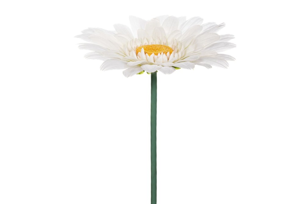 ΓΙΓΑΣ ΛΕΥΚΟ ΧΡΥΣΑΝΘΕΜΟ 125ΕΚ Φ50ΕΚ ΚΛΑΔΙ ΓΙΓΑΣ ΛΕΥΚΟ ΧΡΥΣΑΝΘΕΜΟ 125ΕΚ Φ50ΕΚ ΚΛΑΔΙ