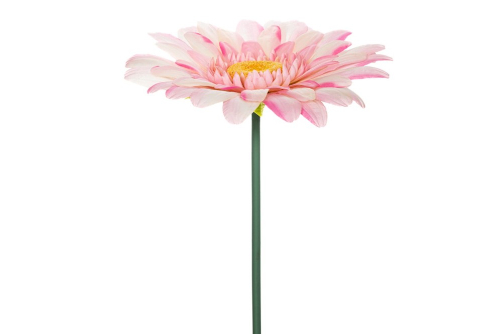 ΓΙΓΑΣ ΡΟΖ ΧΡΥΣΑΝΘΕΜΟ 125ΕΚ Φ50ΕΚ ΚΛΑΔΙ ΓΙΓΑΣ ΡΟΖ ΧΡΥΣΑΝΘΕΜΟ 125ΕΚ Φ50ΕΚ ΚΛΑΔΙ