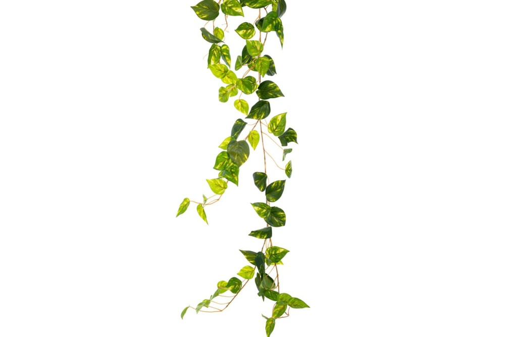 ΓΙΡΛΑΝΤΑ ΠΡΑΣΙΝΟΣ ΚΙΣΣΟΣ 2ΜΕΤΡΑ ΜΕ ΠΑΡΑΚΛΑΔΙΑ ΓΙΡΛΑΝΤΑ ΠΡΑΣΙΝΟΣ ΚΙΣΣΟΣ 2ΜΕΤΡΑ ΜΕ ΠΑΡΑΚΛΑΔΙΑ