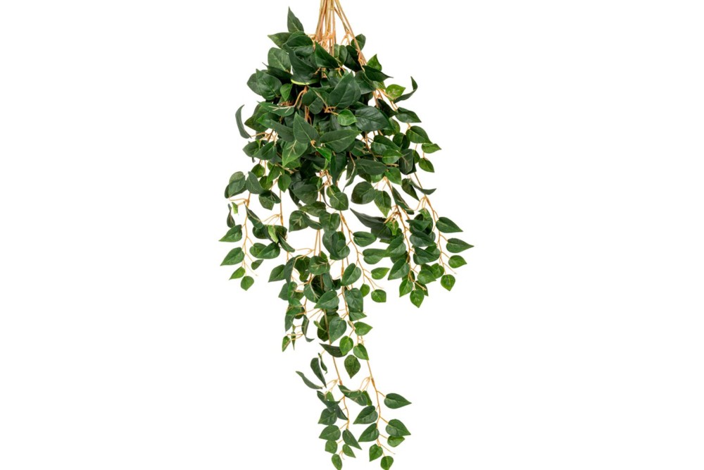 ΠΟΘΟΣ ΠΡΑΣΙΝΟΣ ΚΡΕΜΑΣΤΗ ΠΡΑΣΙΝΑΔΑ 70ΕΚ ΜΕ ΜΙΚΡΑ ΦΥΛΛΑ ΠΟΘΟΣ ΠΡΑΣΙΝΟΣ ΚΡΕΜΑΣΤΗ ΠΡΑΣΙΝΑΔΑ 70ΕΚ ΜΕ ΜΙΚΡΑ ΦΥΛΛΑ