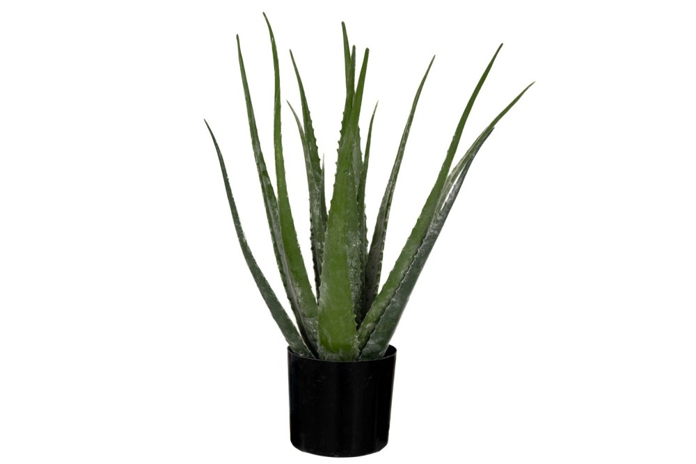 ΦΥΤΟ ΑΛΟΗ ΜΕ 18 ΦΥΛΛΑ 50EK ΣΕ ΠΛΑΣΤΙΚΟ ΚΑΣΠΩ Φ12.5Χ11.5ΕΚ ΦΥΤΟ ΑΛΟΗ ΜΕ 18 ΦΥΛΛΑ 50EK ΣΕ ΠΛΑΣΤΙΚΟ ΚΑΣΠΩ Φ12.5Χ11.5ΕΚ