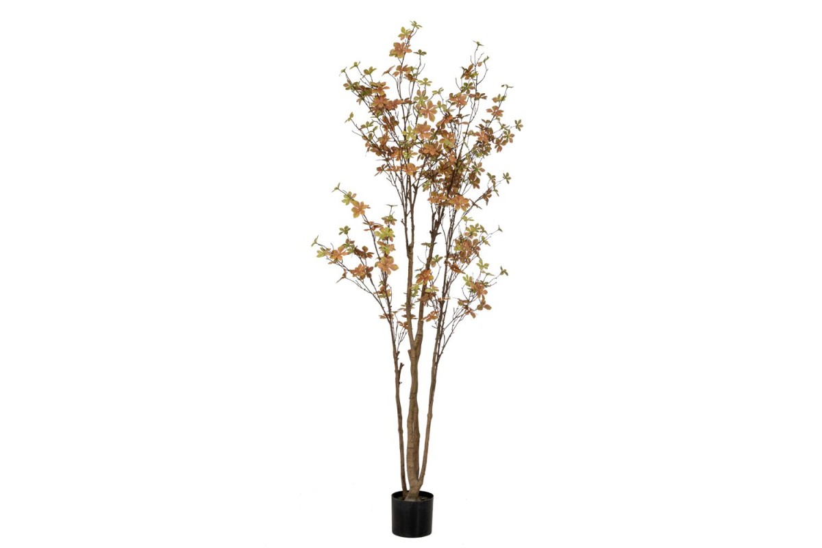 ΦΥΤΟ ENKIANTHUS ΜΕ 310 ΦΥΛΛΑ 170ΕΚ ΣΕ ΠΛΑΣΤΙΚΟ ΚΑΣΠΩ Φ15Χ12.5ΕΚ