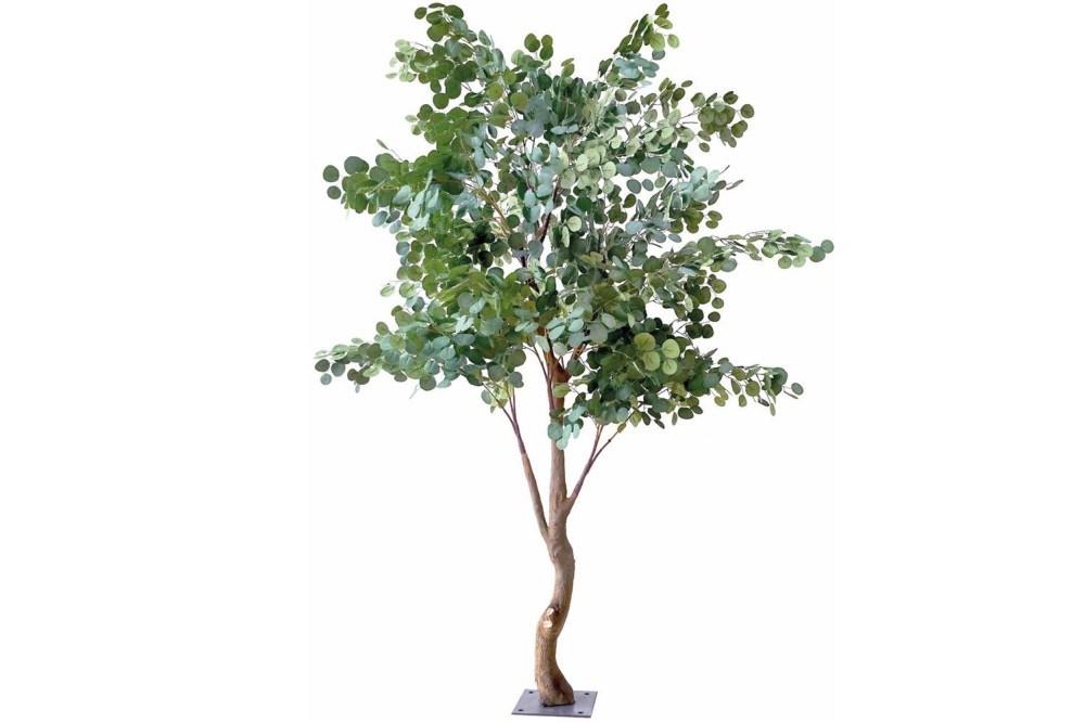 ΔΕΝΤΡΟ 230ΕΚ ΕΥΚΑΛΥΠΤΟΣ ΠΡΑΣΙΝΟ ΜΕ ΛΕΥΚΑ ΛΟΥΛΟΥΔΑΚΙΑ ΔΕΝΤΡΟ 230ΕΚ ΕΥΚΑΛΥΠΤΟΣ ΠΡΑΣΙΝΟ ΜΕ ΛΕΥΚΑ ΛΟΥΛΟΥΔΑΚΙΑ