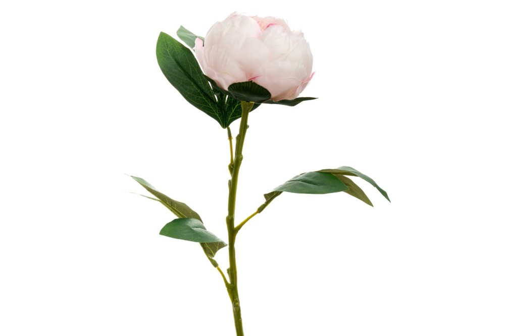 ΡΟΖ ΠΑΙΩΝΙΑ ΚΛΑΔΙ 66ΕΚ ΡΟΖ ΠΑΙΩΝΙΑ ΚΛΑΔΙ 66ΕΚ