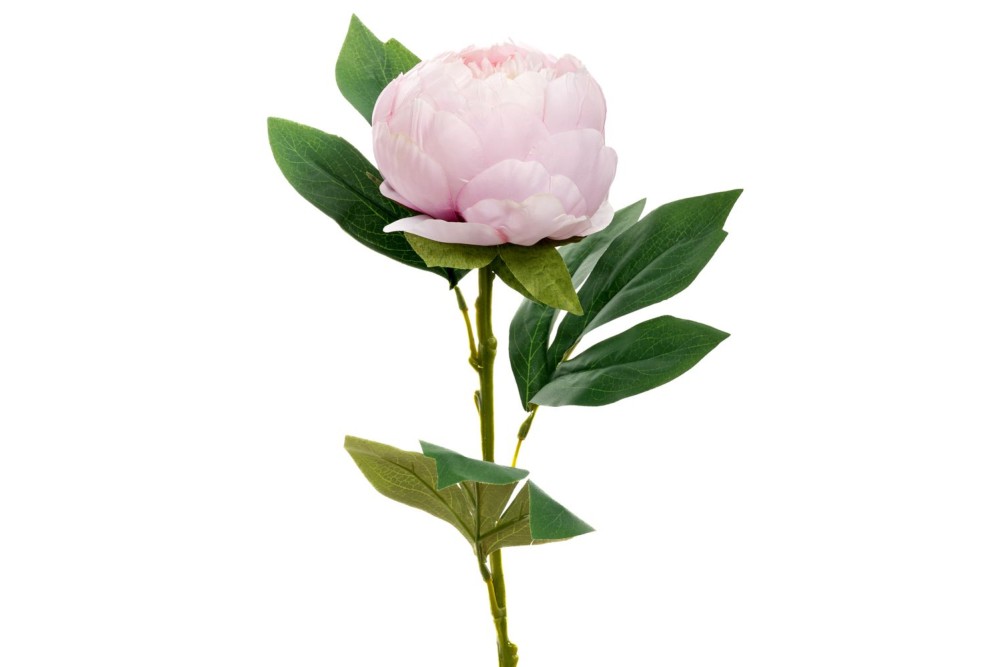 ΛΙΛΑ ΠΑΙΩΝΙΑ ΚΛΑΔΙ 66ΕΚ ΛΙΛΑ ΠΑΙΩΝΙΑ ΚΛΑΔΙ 66ΕΚ