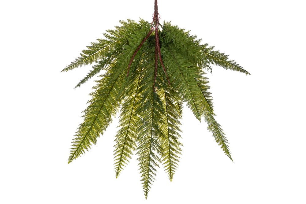 ΡΙΖΑ ΦΤΕΡΗ 80ΕΚ ΠΡΑΣΙΝΗ ΡΙΖΑ ΦΤΕΡΗ 80ΕΚ ΠΡΑΣΙΝΗ