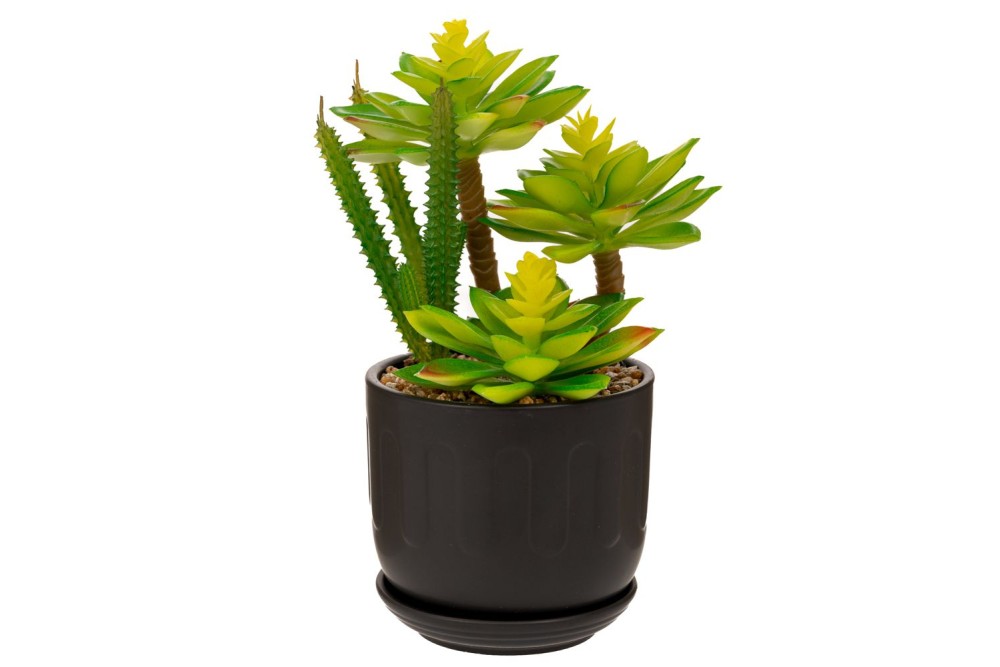 ΠΡΑΣΙΝΑΔΑ ΚΑΚΤΑΚΙΑ ΣΕ ΜΑΥΡΟ ΚΑΣΠΩ ΚΕΡΑΜΙΚΟ 10Χ27ΕΚ ΠΡΑΣΙΝΑΔΑ ΚΑΚΤΑΚΙΑ ΣΕ ΜΑΥΡΟ ΚΑΣΠΩ ΚΕΡΑΜΙΚΟ 10Χ27ΕΚ