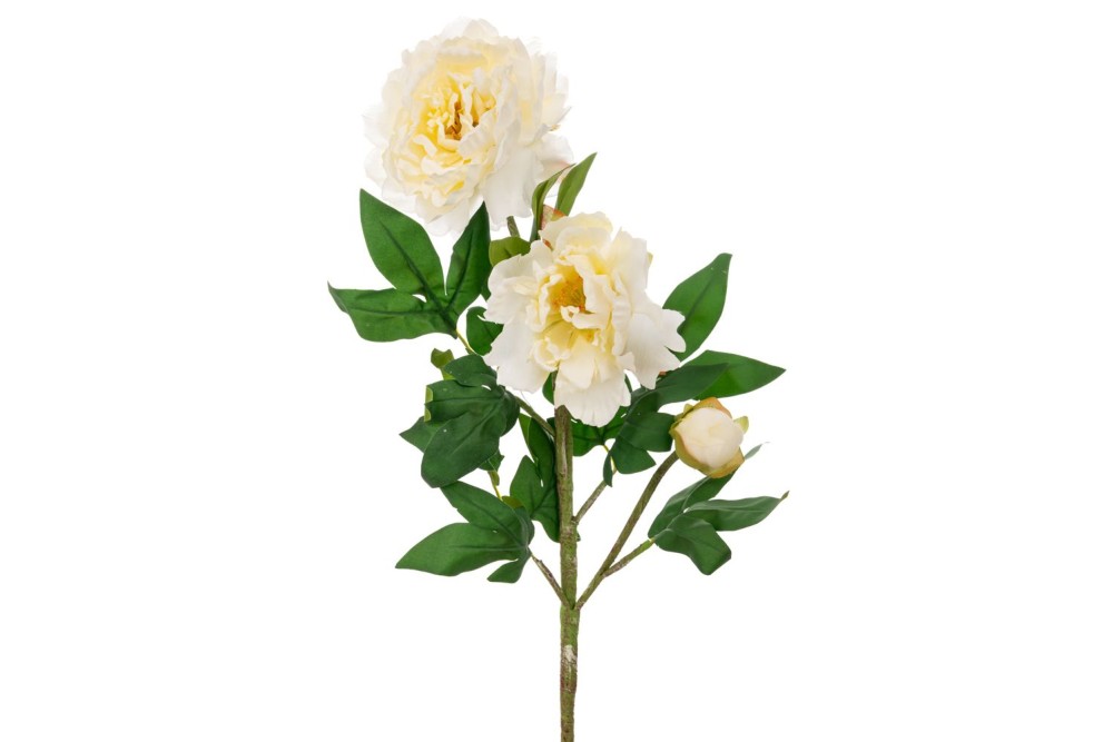 ΛΕΥΚΟ ΚΛΑΔΙ ΠΑΙΩΝΙΑ 82ΕΚ Χ3 ΛΕΥΚΟ ΚΛΑΔΙ ΠΑΙΩΝΙΑ 82ΕΚ Χ3