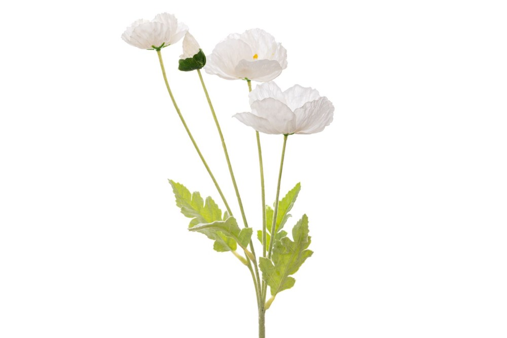 ΛΕΥΚΗ ΠΑΠΑΡΟΥΝΑ 63ΕΚ ΚΛΑΔΙ Χ4 ΛΕΥΚΗ ΠΑΠΑΡΟΥΝΑ 63ΕΚ ΚΛΑΔΙ Χ4