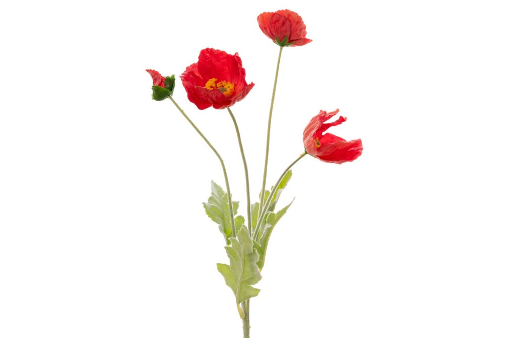 ΚΟΚΚΙΝΗ ΠΑΠΑΡΟΥΝΑ 63ΕΚ ΚΛΑΔΙ Χ4 ΚΟΚΚΙΝΗ ΠΑΠΑΡΟΥΝΑ 63ΕΚ ΚΛΑΔΙ Χ4