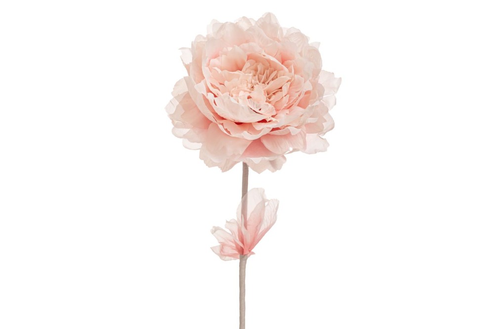 ΑΝΟΙΧΤΟ ΡΟΖ ΚΛΑΔΙ ΠΑΙΩΝΙΑ