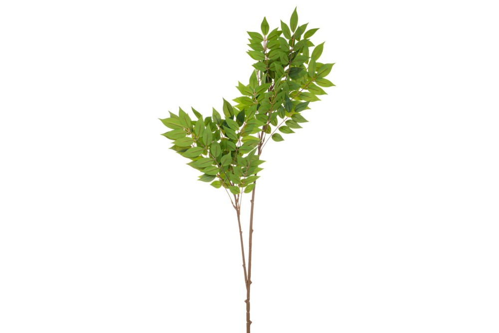 ΠΡΑΣΙΝΟ ΚΛΑΔΙ ΑΚΑΚΙΑ ΓΙΓΑΣ 105ΕΚ