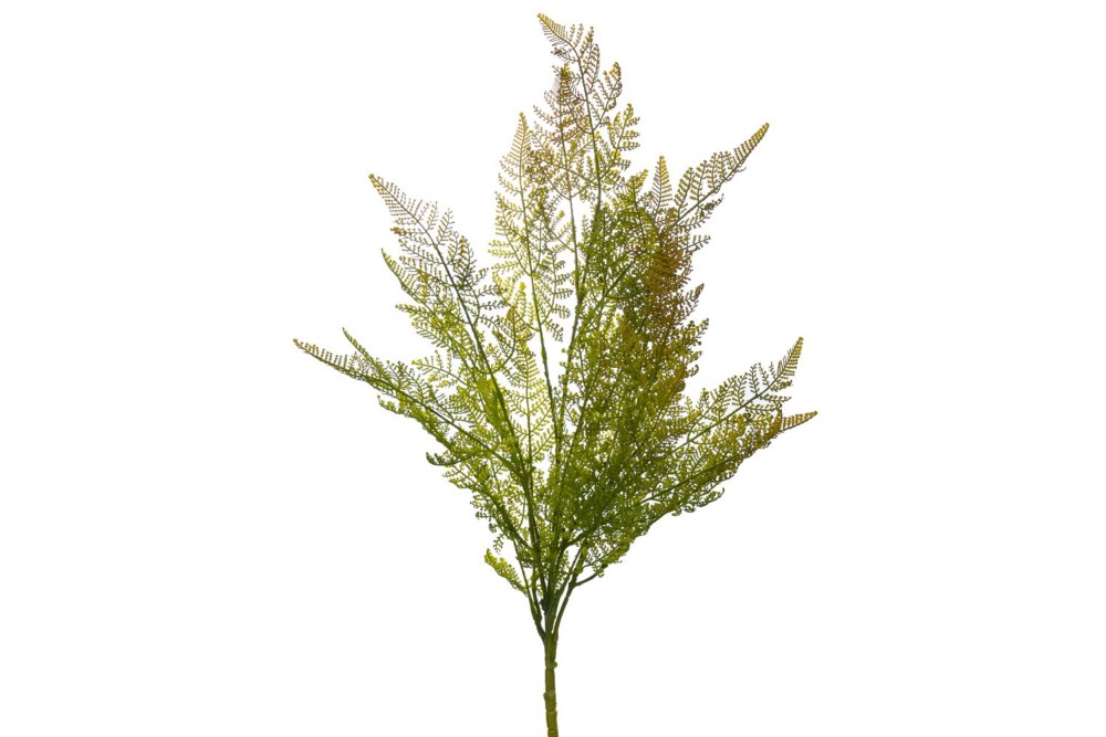 ΦΤΕΡΗ ΡΙΖΑ 72ΕΚ