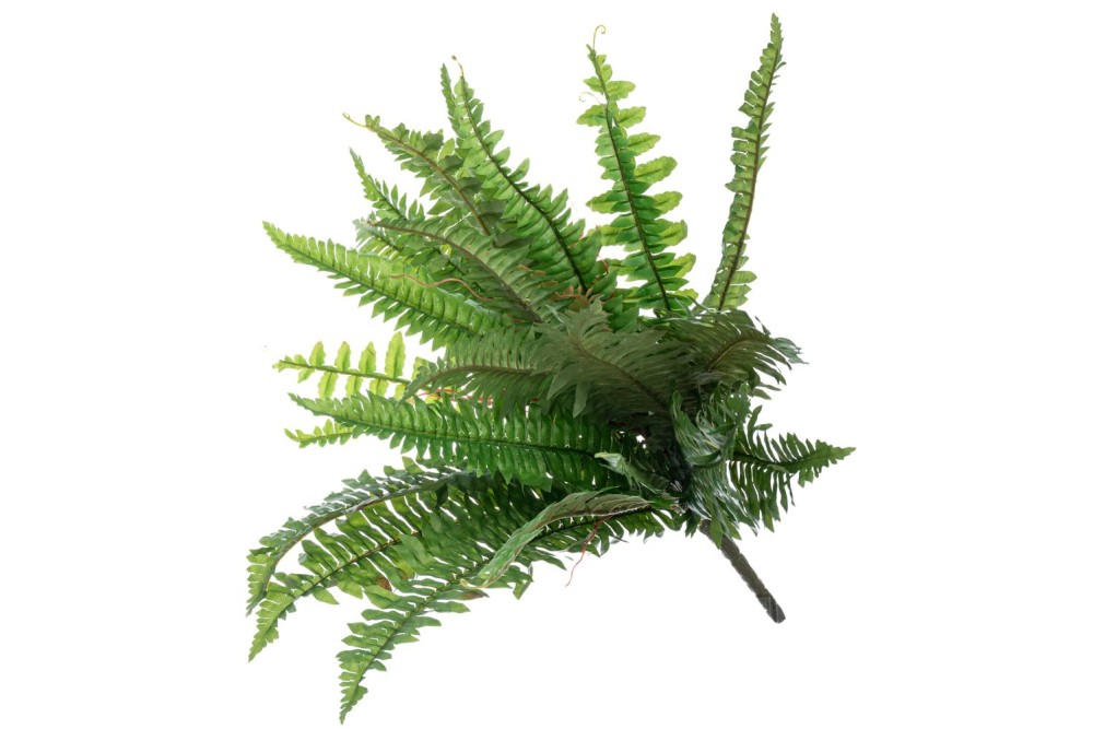 ΡΙΖΑ ΦΤΕΡΗ 51ΕΚ