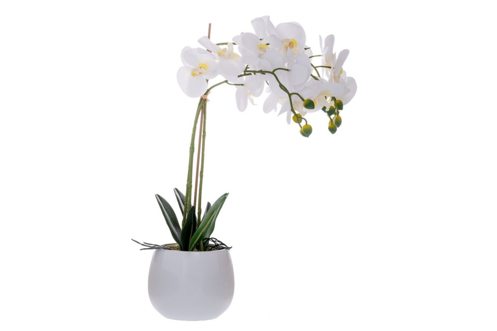 ΛΕΥΚΗ ΟΡΧΙΔΕΑ PHALAENOPSIS ΣΕ ΛΕΥΚΟ ΚΕΡΑΜΙΚΟ ΚΑΣΠΩ 60ΕΚ