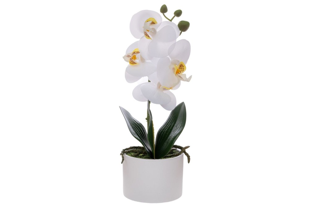 ΛΕΥΚΗ ΟΡΧΙΔΕΑ PHALAENOPSIS ΣΕ ΛΕΥΚΟ ΚΕΡΑΜΙΚΟ ΚΑΣΠΩ 28ΕΚ